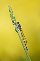 A large blue-tailed damselfly (Ischnura elegans) perched on common lavender (Lavandula angustifolia), Kempen, Viersen district, North Rhine-Westphalia, Germany [IBR125012329]