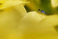Blue-tailed damselfly (Ischnura elegans), Kempen, Viersen district, North Rhine-Westphalia, Germany [IBR125012330]