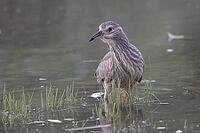 Juvenile night heron (Nycticorax nycticorax) on the prowl [IBR125026145]