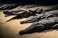 Mummified crocodiles, mummies, Kom Ombo Temple, Upper Egypt, Egypt [IBR125026152]