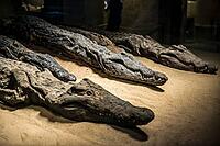 Mummified crocodiles, mummies, Kom Ombo Temple, Upper Egypt, Egypt [IBR125026159]