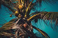 Close-up of a coconut palm tree with a slim and smooth trunk, a crown of leaves, and rounded, green or yellow fruit design element [IBR125026211]