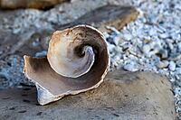 A piece of spiral conch shell resting on a rock with coral remnants and small rocks in the coastal background. Aruba, The Netherlands [IBR125026215]