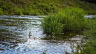 A flowing stream with lush green vegetation the banks in the water. Biodiversity and ecological concepts. Thriving riparian ecosystem design element. Minnesota, USA [IBR125026218]