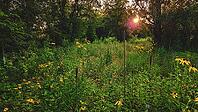 Yellow wildflower landscape background in a green field during sunset with bokeh light effect. Minnesota USA [IBR125026219]