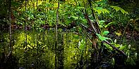 A wetland environment with a shallow pond or marsh. Dark, reflective water surface. Environment nature landscape banner background. Minnesota, USA [IBR125026221]