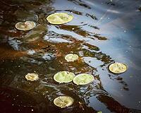 Lily pads gently floating on the surface or gently rippling water. environment and nature beautiful landscape with copy space. Wisconsin, USA [IBR125026222]
