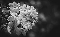 Close-up of a flowering crabapple tree in Spring beautiful floral background. Malus sieboldii, also known as Siebold's crabapple or Toringo crabapple, growing in the United States [IBR125026223]
