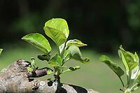 A close-up of new leaves sprouting on apple trees in the spring [IBR125026224]