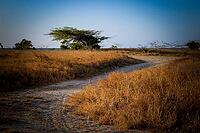 A field of dry, golden-brown grass with a sandy path leading towards a distant beach and ocean. Aruba, Kingdom of the Netherlands [IBR125026225]
