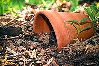 A broken terracotta pot lying on its side in a garden setting, with a small green plant growing by it. Toad abode habitat [IBR125026226]