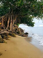 Featuring a large Banyan tree with aerial roots and canopy overhanging an idyllic sand and ocean background [IBR125026229]