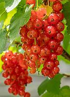Red currants ripen on a bush in the garden [IBR125030428]