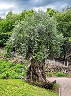 A very beautiful old olive tree (Olea europaea), Merano, South Tyrol, Italy [IBR125030437]