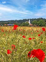 Grain field with red poppies near Pähl, Upper Bavaria, Bavaria, Germany [IBR125030439]