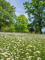 Meadow with flowering daisies, common daisy (Leucanthemum vulgare) in early summer, Höhenried, Bernried, Bavaria, Germany [IBR125030450]