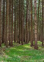 Grassy path through a spruce forest in spring, Bavaria, Germany [IBR125030452]