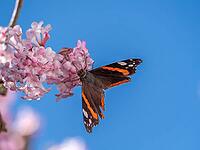 A butterfly (Admiral) feeds on nectar from the flowers of a winter snowball (Viburnum ×bodnantense), in spring, Bavaria, Germany [IBR125030453]