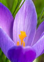 Signs of spring: crocuses (Crocus) in bloom in spring [IBR125030454]