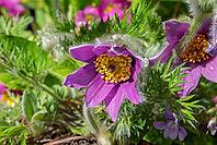 Pasque flower (Pulsatilla vulgaris), in bloom, flower [IBR125030455]