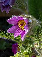 Pasque flower (Pulsatilla vulgaris), in bloom, flower [IBR125030456]