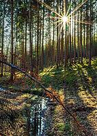 Small stream in a sun-drenched forest in spring, Bavaria, Germany [IBR125030458]