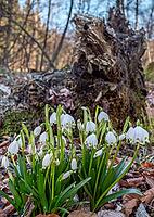 White-flowering snowdrops in spring, spring snowflake (Leucojum vernum), Bavaria, Germany [IBR125030459]