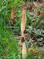 Horsetail (Equisetum) in spring [IBR125030461]