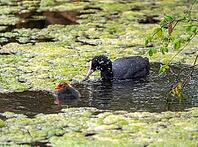 A coot (Fulica atra) with its chicks is swimming in a pond covered with duckweed [IBR125030462]