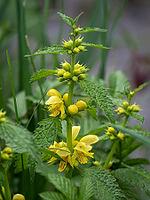 Real golden nettle — Lamium galeobdolone in its natural environment [IBR125030463]