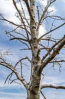 Dead tree on the shores of Lake Deixlfurt, Tutzing, Bavaria, Germany [IBR125030464]