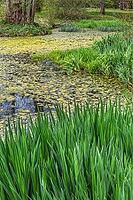 Pond with duckweed in Bernrieder Park in spring, Bernried, Bavaria, Germany [IBR125030465]