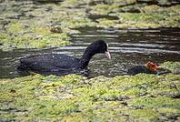 A coot (Fulica atra) with its chicks is swimming in a pond covered with duckweed [IBR125030466]