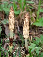 Horsetail (Equisetum) in spring [IBR125030467]