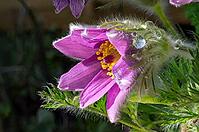 Pasque flower (Pulsatilla vulgaris), in bloom, flower [IBR125030468]