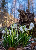White-flowering snowdrops in spring, spring snowflake (Leucojum vernum), Bavaria, Germany [IBR125030469]