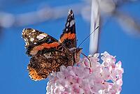 A butterfly (Admiral) feeds on nectar from the flowers of a winter snowball (Viburnum ×bodnantense), in spring, Bavaria, Germany [IBR125030470]