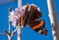 A butterfly (Admiral) feeds on nectar from the flowers of a winter snowball (Viburnum ×bodnantense), in spring, Bavaria, Germany [IBR125030471]