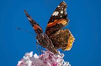 A butterfly (Admiral) feeds on nectar from the flowers of a winter snowball (Viburnum ×bodnantense), in spring, Bavaria, Germany [IBR125030472]