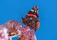 A butterfly (Admiral) feeds on nectar from the flowers of a winter snowball (Viburnum ×bodnantense), in spring, Bavaria, Germany [IBR125030474]