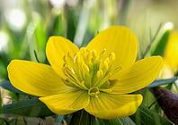 Yellow-flowering winter aconites (Eranthis) in spring, Bavaria, Germany [IBR125030480]