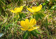 Yellow-flowering winter aconites (Eranthis) in spring, Bavaria, Germany [IBR125030481]