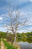Dead tree on the shores of Lake Deixlfurt, Tutzing, Bavaria, Germany [IBR125030483]