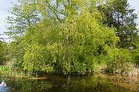 Landscape in spring at Deixlfurter See, Tutzing, Bavaria, Germany [IBR125030484]