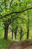 Path through an alley with chestnuts in spring, Tutzing, Bavaria, Germany [IBR125030485]