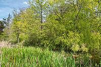 Landscape in spring at Deixlfurter See, Tutzing, Bavaria, Germany [IBR125030486]