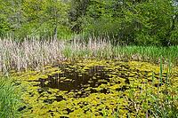 Landscape in spring at Deixlfurter See, Tutzing, Bavaria, Germany [IBR125030488]