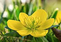 Yellow-flowering winter aconites (Eranthis) in spring, Bavaria, Germany [IBR125030494]