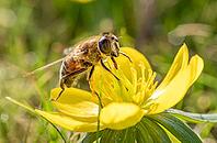 A wild bee (Apoidea) collecting nectar from a yellow flower, winter aconite (Eranthis), spring, Bavaria, Germany [IBR125030495]