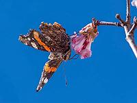 A butterfly (Admiral) feeds on nectar from the flowers of a winter snowball (Viburnum ×bodnantense), in spring, Bavaria, Germany [IBR125030496]